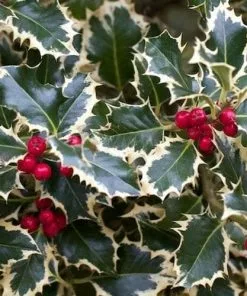 Future Forests Ilex Aquifolium Argentea Marginata