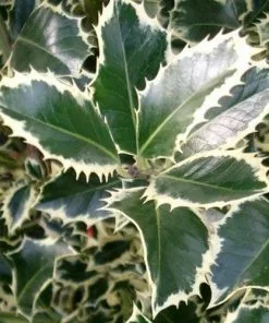 Future Forests Ilex Aquifolium Argentea Marginata
