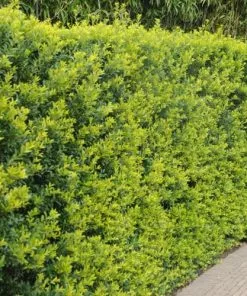 Future Forests Ilex Crenata Green Hedge - Japanese Holly Hedging