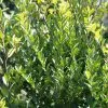Future Forests Ilex Crenata Green Hedge - Japanese Holly Hedging