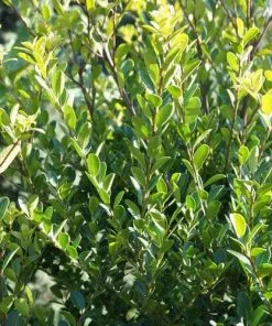 Future Forests Ilex Crenata Green Hedge - Japanese Holly Hedging