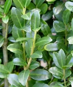 Future Forests Ilex Crenata Green Hedge - Japanese Holly Hedging