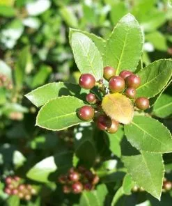 Future Forests Ilex Crenata Green Hedge - Japanese Holly Hedging