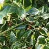 Future Forests Ilex X Altaclarensis Golden King Evergreen Hedging