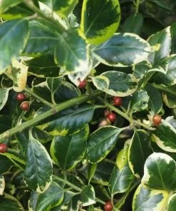 Future Forests Ilex X Altaclarensis Golden King Evergreen Hedging