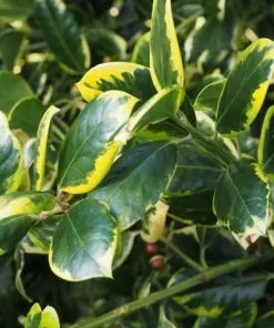 Future Forests Ilex X Altaclarensis Golden King Evergreen Hedging