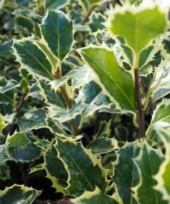 Future Forests Ilex Aquifolium Silver Queen