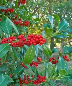 Future Forests Ilex Aquifolium - Holly