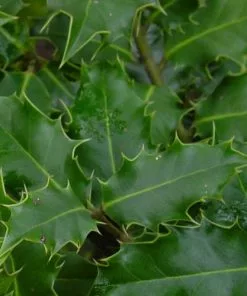 Future Forests Ilex Aquifolium - Holly