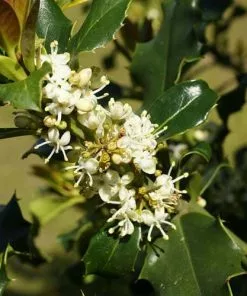 Future Forests Ilex Aquifolium - Holly