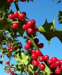 Future Forests Ilex Aquifolium - Holly
