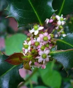 Future Forests Ilex Aquifolium - Holly