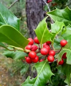 Future Forests Ilex Aquifolium - Holly