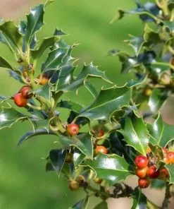 Future Forests Evergreen Hedging Ilex Aquifolium Alaska