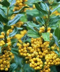 Future Forests Ilex Aquifolium Bacciflava