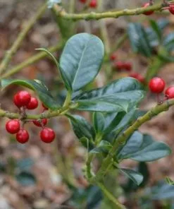 Future Forests Ilex Aquifolium J.C. Van Tol