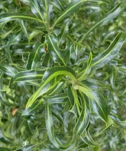 Future Forests Ilex Aquifolium Lichtenthalii Shrubs