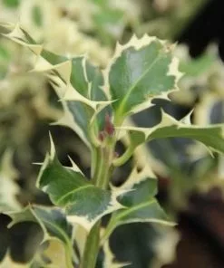 Future Forests Ilex Aquifolium Silver Queen