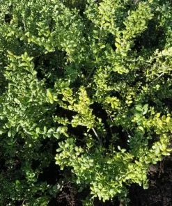 Future Forests Ilex Crenata Convexa - Japanese Holly