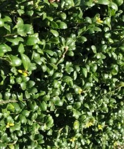 Future Forests Ilex Crenata Convexa - Japanese Holly