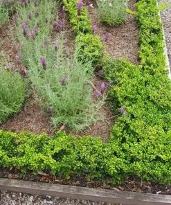 Future Forests Ilex Crenata Convexa - Japanese Holly