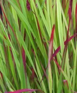 Future Forests Imperata Cylindrica Red Baron