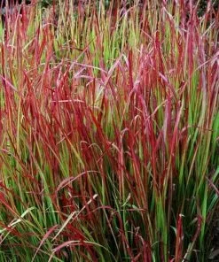 Future Forests Imperata Cylindrica Red Baron