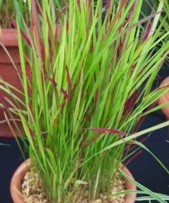 Future Forests Imperata Cylindrica Red Baron
