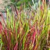 Future Forests Imperata Cylindrica Red Baron
