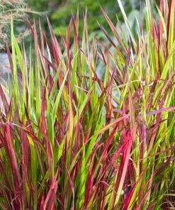 Future Forests Imperata Cylindrica Red Baron