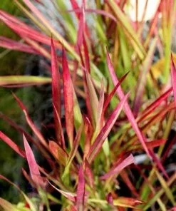 Future Forests Imperata Cylindrica Red Baron