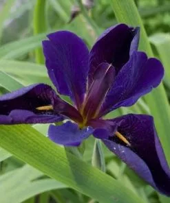 Future Forests More Iris Louisiana Black Gamecock