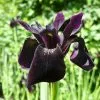 Future Forests Iris Chrysographes Black Form More 2 Future Forests Iris Chrysographes Black Form More
