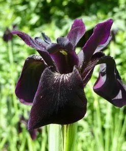 Future Forests Iris Chrysographes Black Form More