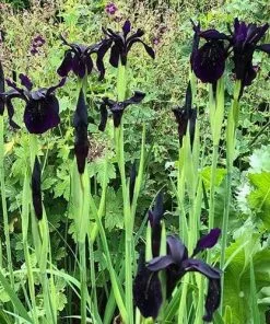 Future Forests Iris Chrysographes Black Form More