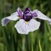 Future Forests Iris Ensata