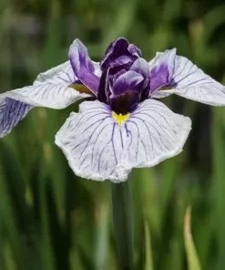 Future Forests Iris Ensata