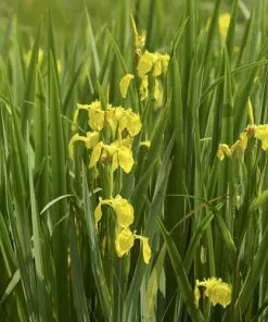 Future Forests More Iris Pseudacorus - Yellow Flag