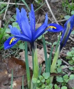 Future Forests Iris Reticulata Harmony Bulbs 11 Future Forests Iris Reticulata Harmony Bulbs