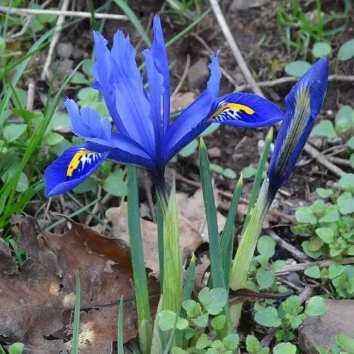 Future Forests Iris Reticulata Harmony Bulbs 6 Future Forests Iris Reticulata Harmony Bulbs