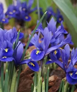 Future Forests Iris Reticulata Harmony Bulbs 10 Future Forests Iris Reticulata Harmony Bulbs