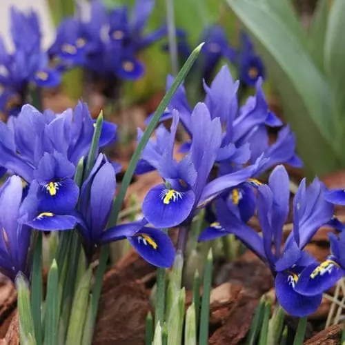Future Forests Iris Reticulata Harmony Bulbs 5 Future Forests Iris Reticulata Harmony Bulbs