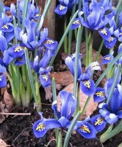 Future Forests Iris Reticulata Harmony Bulbs 12 Future Forests Iris Reticulata Harmony Bulbs