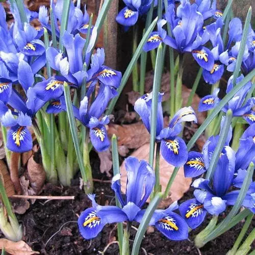 Future Forests Iris Reticulata Harmony Bulbs 7 Future Forests Iris Reticulata Harmony Bulbs