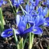 Future Forests Iris Reticulata Harmony Bulbs