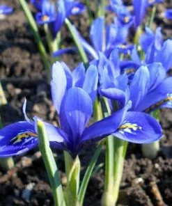 Future Forests Iris Reticulata Harmony Bulbs