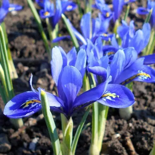 Future Forests Iris Reticulata Harmony Bulbs 3 Future Forests Iris Reticulata Harmony Bulbs