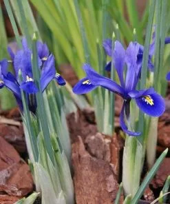 Future Forests Iris Reticulata Harmony Bulbs