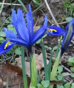 Future Forests Iris Reticulata Harmony Bulbs 13 Future Forests Iris Reticulata Harmony Bulbs