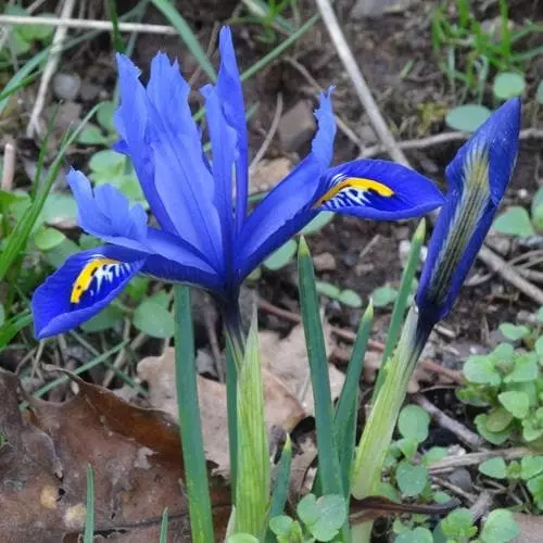 Future Forests Iris Reticulata Harmony Bulbs 8 Future Forests Iris Reticulata Harmony Bulbs